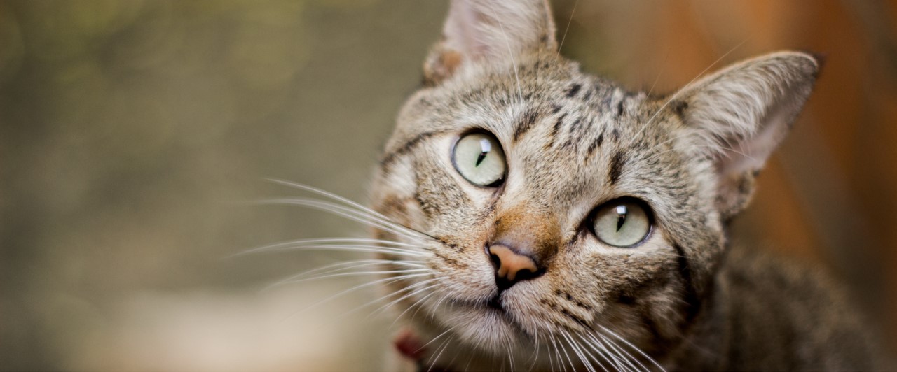 Avviso importante per i proprietari di gatti: la diffusione dell'infezione è in aumento